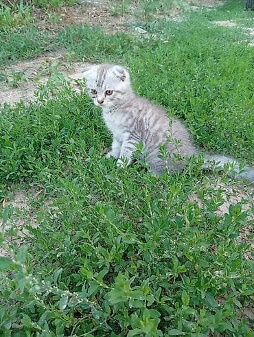 Кошки: Скотиш Фолд (Шотландская вислоухая), 3 месяца, Мальчик, Серебристая шиншилла — 4
