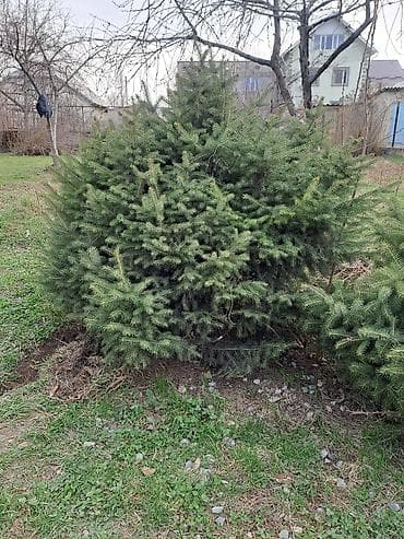 купить кустарники декоративные: Ель (колючая/обыкновенная) декоративная, сформированные кусты и — 2
