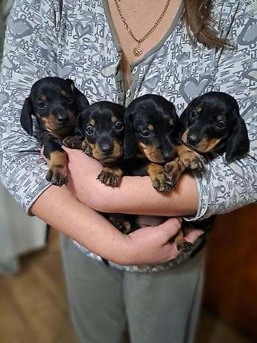 Щенки таксы ищут любящих хозяев, гладкошерстные, окрас черно-подпалый