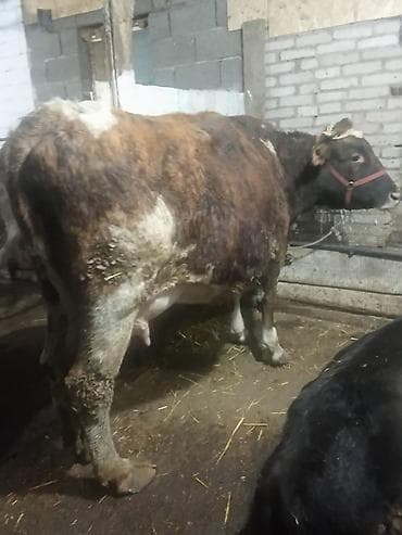 Услуги ветеринара: Продаю | Корова (самка) | Полукровка, Голштин, Алатауская | Для разведения, Для молока | Стельные, После отела, Привязанные — 2