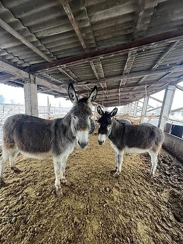 Домашние ослы, рабочие и хозяйственные - Порода: домашний осёл
