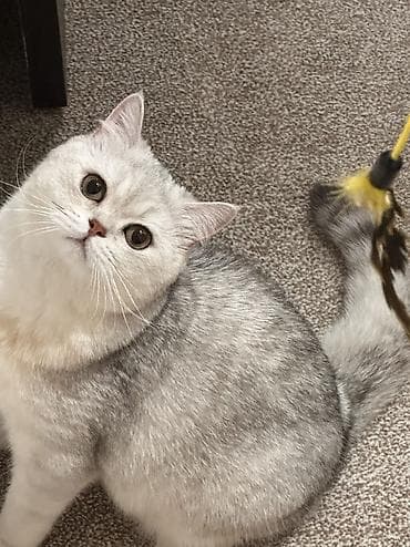 кошка анжела: Вязка: Скотиш страйт (Шотландская прямоухая) Мальчик С прививками — 5