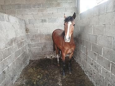 кой мал: Продаю | Кобыла (самка) — 2