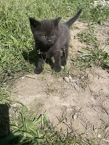 Мышыктар: Черный котёнок - Окрас: полностью чёрный, мягкая пушистая шерсть - — 4