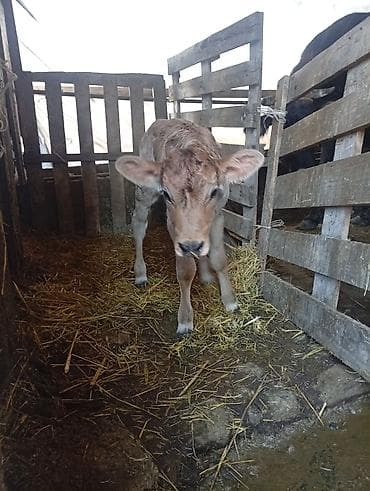 щенки бигля: Продаю | Музоо, торпок | Для молока — 3