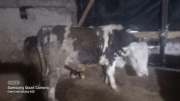 бык герефорд: Продаю | Бык (самец) | На откорм | Привязанные — 5