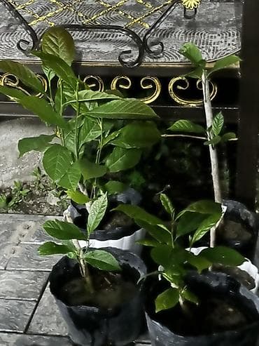 Дом и сад: - Вид: Магнолия декоративное деревоколированная - Высота саженцев — 1