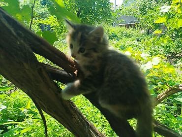 манчкин котята купить: Кошка даром: Беспородная, Девочка, С прививками — 4