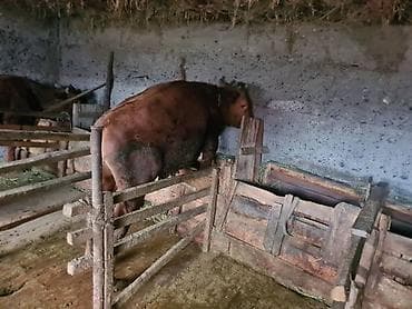 музо уй: Продаю | Музоо, торпок | Полукровка | На откорм — 7