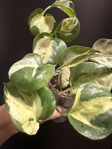 мишка с пледом: Комнатные растения — коллекционные лианы 1) Потос (Epipremnum aureum) — 1