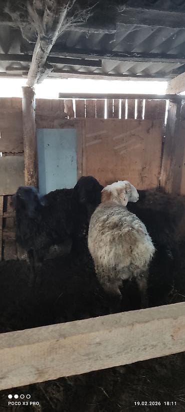 Мышыктар: Сатам | Ургаачы кой (ургаачы) | Көбөйтүү үчүн — 3