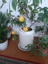 семена помидоры: Продаю лимоны домашние, очень плодовитые, большие, белые горшки по — 8