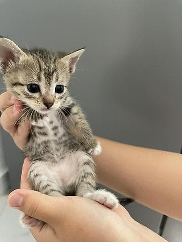 Котята домашние, короткошёрстные. Около 1–1,5 месяцев. В помёте разные