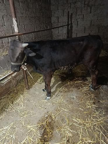 корим: Продаю | Бык (самец) | На откорм — 1