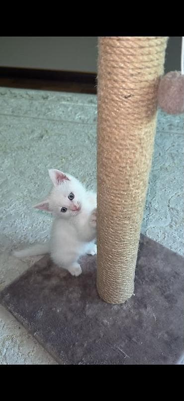 все для лошадей: Отдам котят в добрые руки! — 4