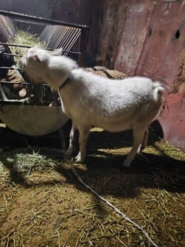 племенные коровы молочные купить: Продаю | Коза (самка) | Для разведения — 1