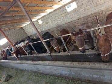 купить измельчитель травы и сена: Продаю | Конь (самец) | На забой — 1