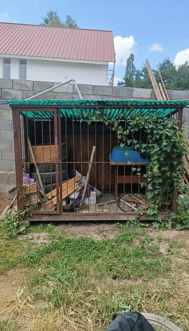 акустические системы xiaomi колонка в виде собак: Алабай, 11 месяцев, Самец, С родословной — 1