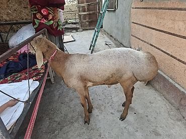 бараны срочно: Продаю | Баран (самец) | Для разведения — 4