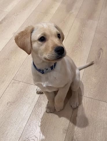 Лабрадор-ретривер, 3 месяца, Самка, С прививкой, С родословной