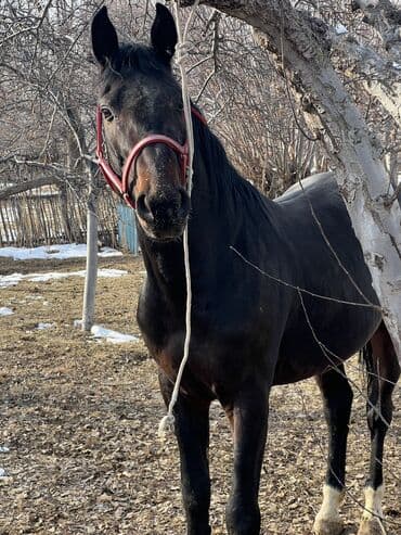 животные для дома: Продаю | Жеребец — 4