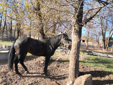 Продаю | Жеребец | Рабочий