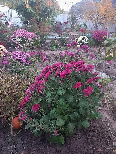 хризантема садовая: Саженцы хризантем с пышной зеленой листвой, готовые к пересадке — 7