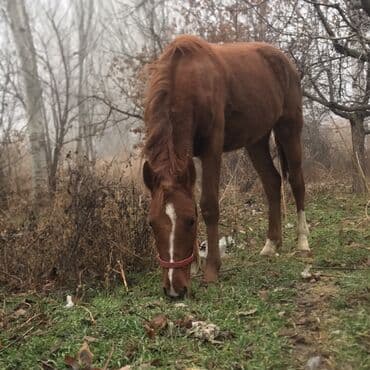 Продаю | Кобыла (самка) | Для разведения