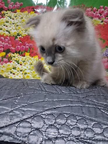 Продажа кошек: Скотиш Фолд (Шотландская вислоухая), 2 месяца, Мальчик — 5