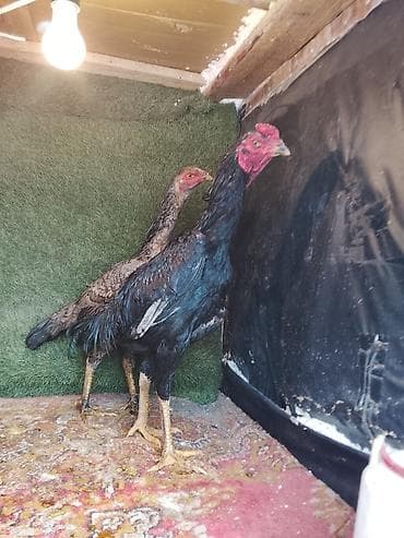 Услуги ветеринара: Продаю | Петух | Бойцовая | Для разведения — 2