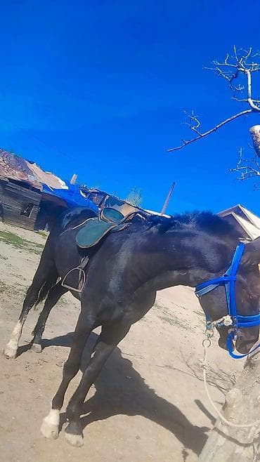 продажа лошадей в россии: Продаю | Жеребенок | Рабочий — 1