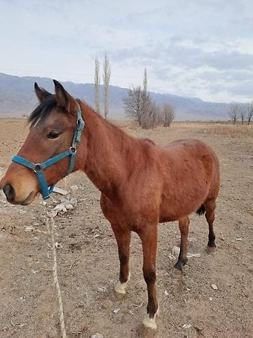 Продаю | Конь (самец) | Рабочий