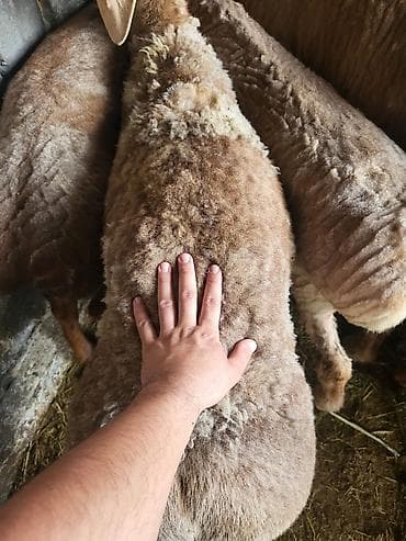 лысая крыса: Продаю | Баран (самец) | Арашан | Для разведения | Племенные — 9