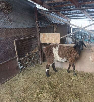 мопс щенок: Продаю | Овца (самка) | Для разведения — 2