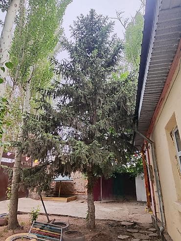 еловая ветка: Ель (садовое дерево) для пересадки - Порода: ель обыкновенная. - — 2