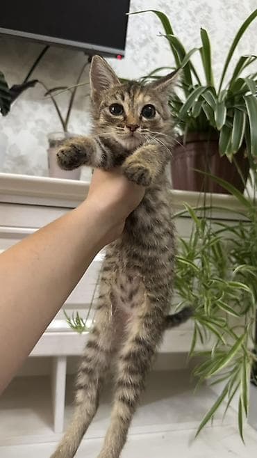 Үй жаныбарлары: Котята, разный окрас: черные, серо-полосатые табби, кремовые, рыжие — 2
