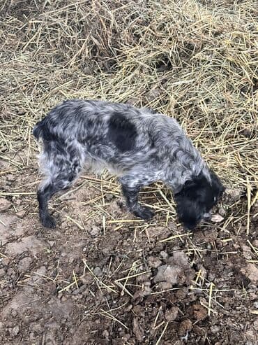 купить стаффордширского терьера: Спаниель, 1 год, Самка — 2