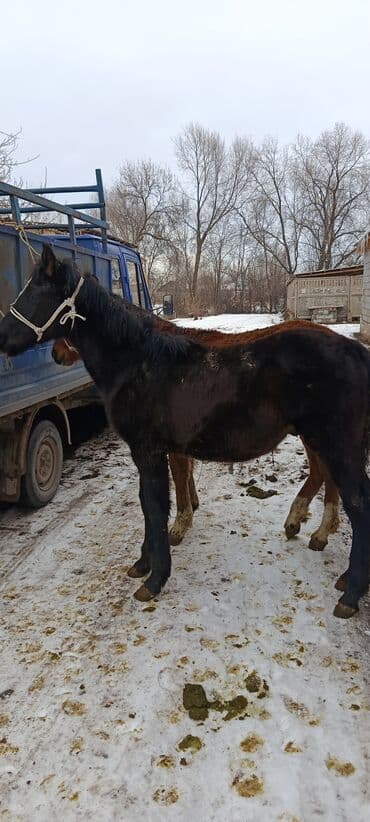 Кошки: Продаю | Жеребенок | Для разведения — 4