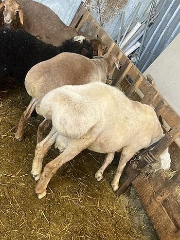 сова живая: Продаю | Овца (самка) | Для разведения | Ярка — 10