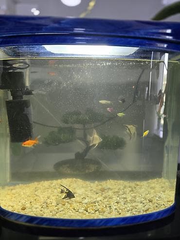 fish eye: Аквариум комплект - Объём ориентировочно 25–35 л, панорамная передняя — 4
