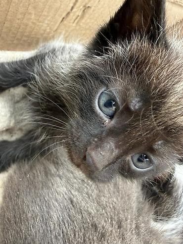 купить породистых котят: Отдам даромКотята, помёт разной окраски: - черно-белые с пятнами, - — 5