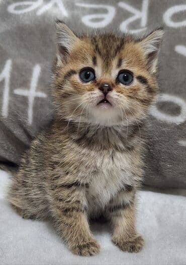 Продаётся котёнок шотландской породы чистокровная, девочка- скотиш
