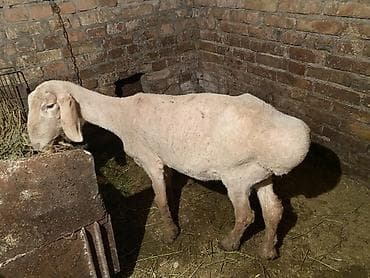 Үй жаныбарлары үчүн товарлар: Сатам | Ургаачы кой (ургаачы) | Көбөйтүү үчүн — 3