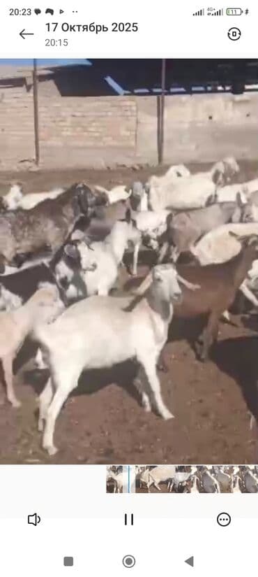 сельскохозяйственные животные продажа: Продаю | Коза (самка) | Битал, Полукровка, Зааненская | Для разведения — 5