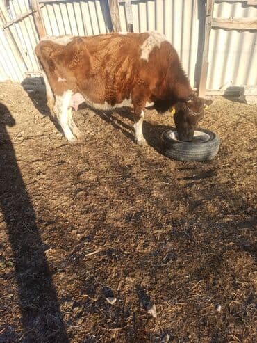 коровы дойная: Продаю | Корова (самка) | Полукровка, Симментальская | На откорм, Для разведения, Для молока — 1