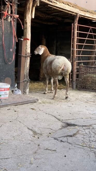 собаки рынок в бишкеке цены: Продаю | Баран (самец) | Арашан | Для разведения | Осеменитель — 4