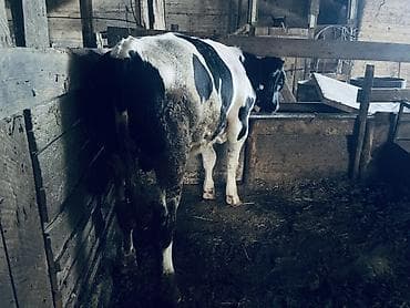 корови: Продаю | Бык (самец) | Голштин | На откорм | Привязанные — 3