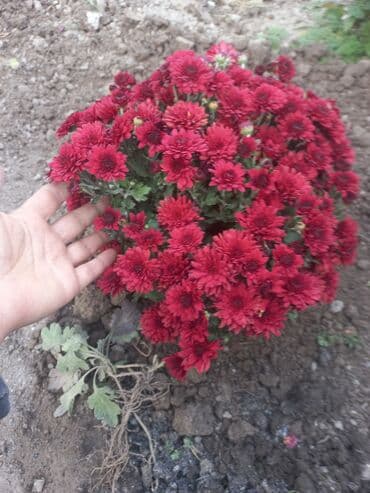 заправка газовых баллонов на дому бишкек: Рассада цветка: Хризантемы — 18