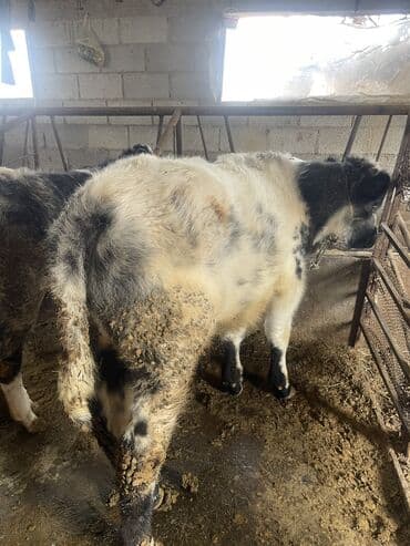 кролик французский баран: Продаю | Корова (самка), Бык (самец), Тёлка | Бельгийская | На откорм, На забой, Для разведения | Искусственник — 3