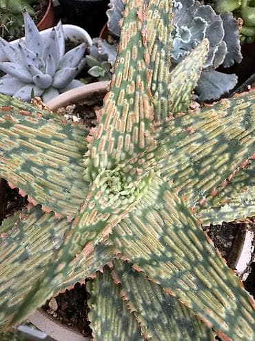 костюм огурца: Суккуленты и кактусы — коллекционные редкости - Гастерия/Хавортия — 4